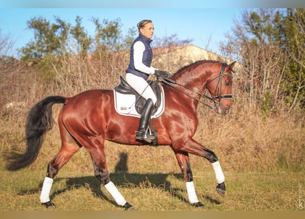 KWPN, Hingst, 9 år, 172 cm, Brun