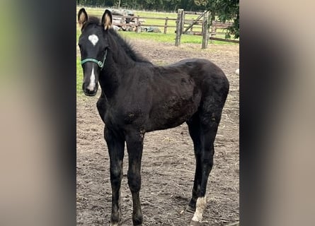 KWPN, Hingst, Föl (06/2024), 165 cm, Rökfärgad svart