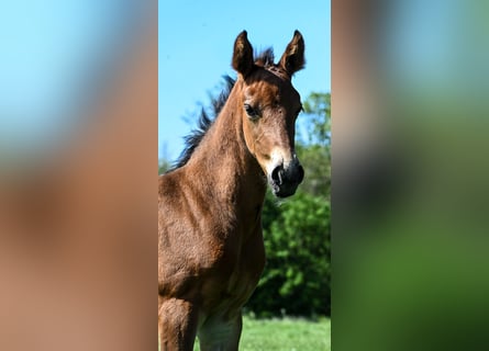 KWPN, Hingst, Föl (05/2024), 168 cm, Mörkbrun