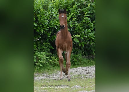 KWPN, Hingst, Föl (04/2024), 170 cm, Brun