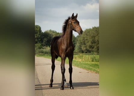 KWPN, Hingst, Föl (04/2024), 173 cm, Mörkbrun