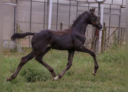 KWPN, Hingst, Föl (06/2024), Brun