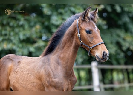 KWPN, Hingst, Föl (06/2023), Brun
