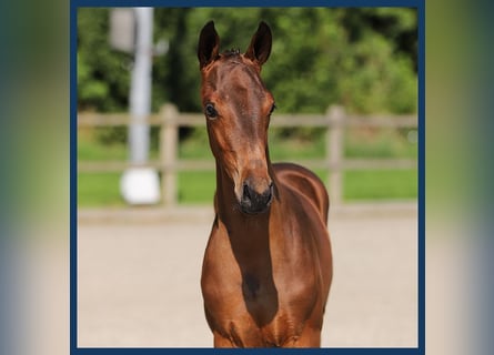 KWPN, Hingst, Föl (05/2024), Brun