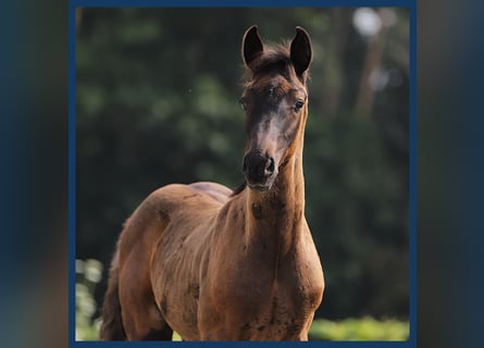 KWPN, Hingst, Föl (05/2024), Brun