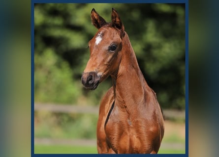 KWPN, Hingst, Föl (05/2024), Brun