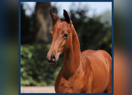 KWPN, Hingst, Föl (06/2024), Brun