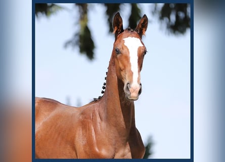 KWPN, Hingst, Föl (02/2024), Brun