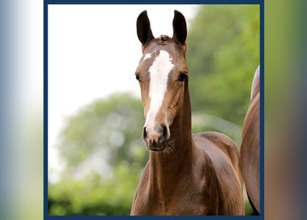 KWPN, Hingst, Föl (06/2024), Brun