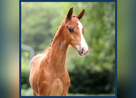 KWPN, Hingst, Föl (08/2024), Brun