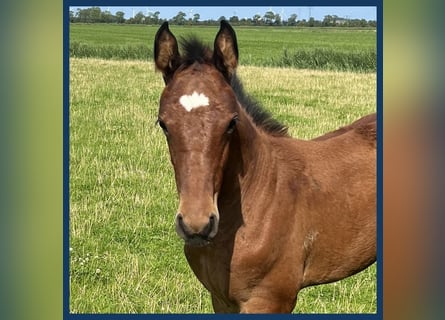 KWPN, Hingst, Föl (05/2024), Brun