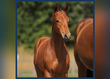 KWPN, Hingst, Föl (04/2024), Brun