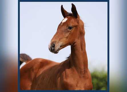 KWPN, Hingst, Föl (07/2024), Brun