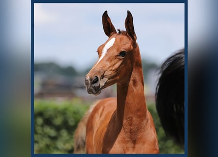 KWPN, Hingst, Föl (05/2024), Brun