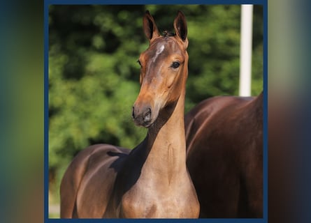 KWPN, Hingst, Föl (03/2024), Brun