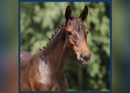 KWPN, Hingst, Föl (03/2024), Brun