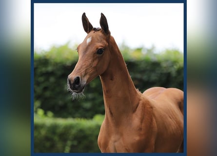 KWPN, Hingst, Föl (05/2024), Brun