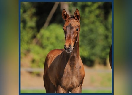 KWPN, Hingst, Föl (05/2024), Brun