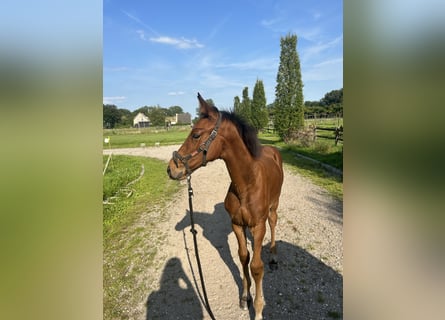 KWPN, Hingst, Föl (05/2024), Brun