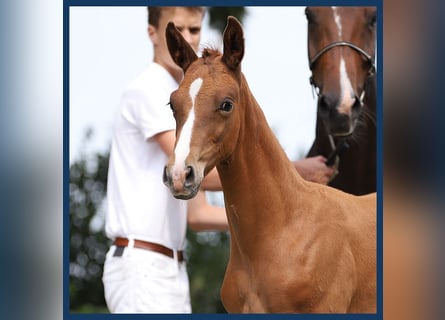 KWPN, Hingst, Föl (06/2024), Fux