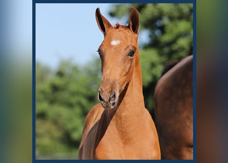 KWPN, Hingst, Föl (04/2024), fux