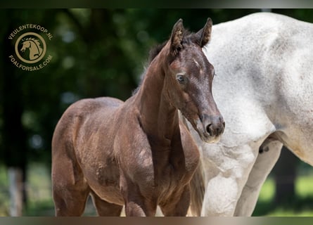 KWPN, Hingst, Föl (04/2024), Grå