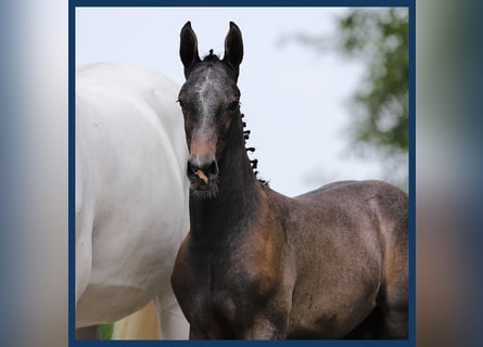 KWPN, Hingst, Föl (05/2024), Grå