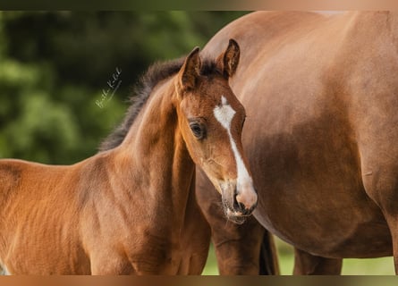 KWPN, Hingst, Föl (06/2024), Mörkbrun