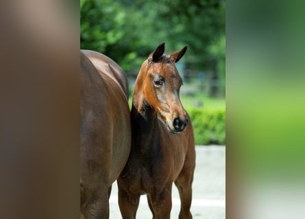 KWPN, Hingst, Föl (05/2024), Mörkbrun