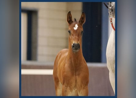 KWPN, Hingst, Föl (06/2024), Mörkbrun