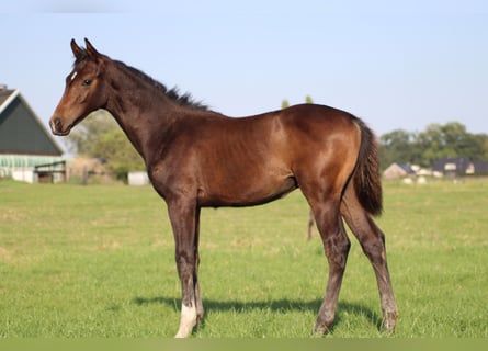 KWPN, Hingst, Föl (04/2024), Mörkbrun