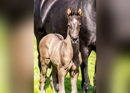 KWPN, Hingst, Föl (04/2024), Rökfärgad svart