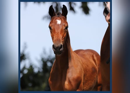 KWPN, Hingst, Föl (05/2024)