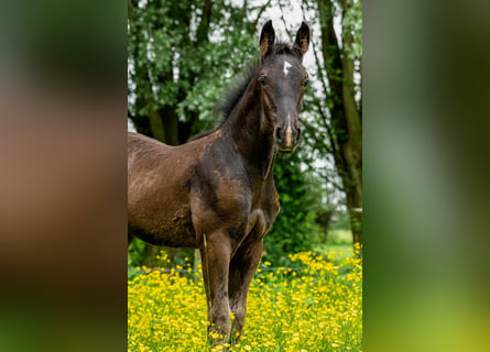 KWPN, Hingst, Föl (02/2024), Svart