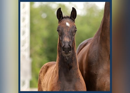 KWPN, Hingst, Föl (04/2024), Svart