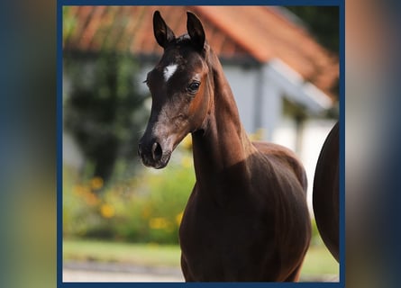 KWPN, Hingst, Föl (03/2024), Svart