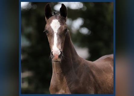 KWPN, Hingst, Föl (06/2024), Svart