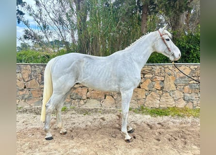 KWPN, Hongre, 10 Ans, 164 cm, Gris
