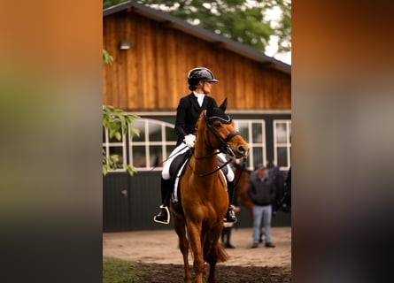KWPN, Hongre, 10 Ans, 166 cm, Alezan