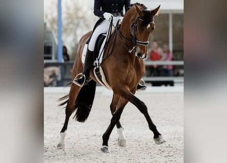 KWPN, Hongre, 10 Ans, 167 cm, Bai clair