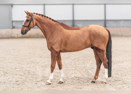 KWPN, Hongre, 10 Ans, 169 cm, Alezan brûlé