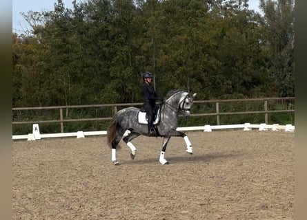 KWPN Croisé, Hongre, 11 Ans, 167 cm, Gris
