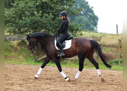 KWPN, Hongre, 11 Ans, 168 cm, Bai brun