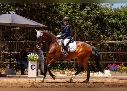 KWPN, Hongre, 11 Ans, 171 cm, Bai brun