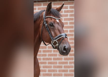 KWPN, Hongre, 12 Ans, 170 cm, Bai brun