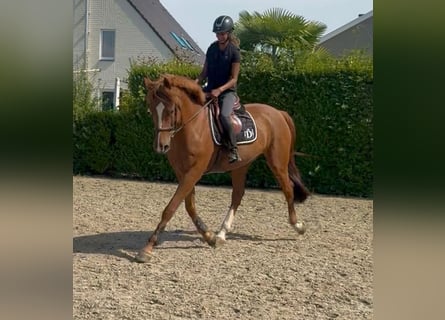 KWPN, Hongre, 13 Ans, 170 cm, Alezan