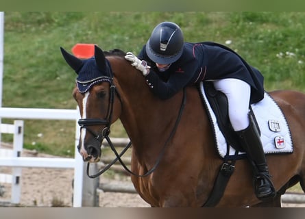 KWPN, Hongre, 13 Ans, 175 cm, Alezan brûlé