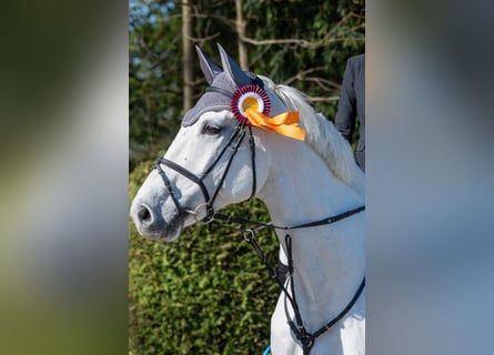 KWPN, Hongre, 13 Ans, 175 cm, Gris KWPN, Hongre, 13 Ans, 175 cm, Gris