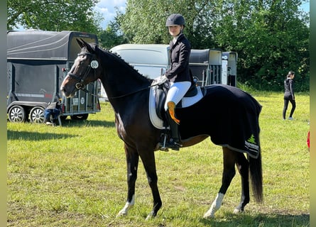 KWPN, Hongre, 14 Ans, 168 cm, Bai brun