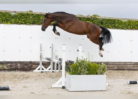 KWPN, Hongre, 2 Ans, 160 cm, Bai